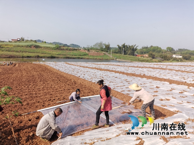 生姜产业注入新动能!泸县牛滩镇“三社”融合种植生姜1500亩(图4) 生姜产业注入新动能!泸县牛滩镇“三社”融合种植生姜1500亩(图4)