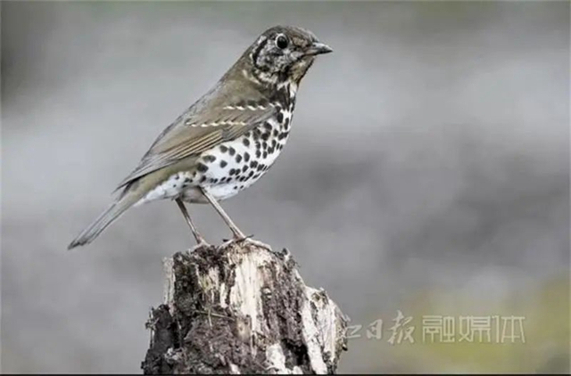 惊！它竟然也来内江了(图2)