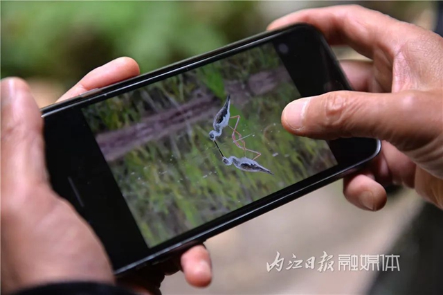 惊！它竟然也来内江了(图5)