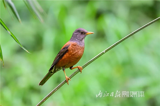 惊！它竟然也来内江了(图9)