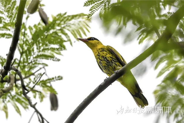 惊！它竟然也来内江了(图4)