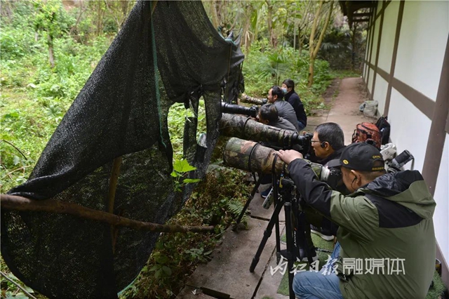 惊！它竟然也来内江了(图6)