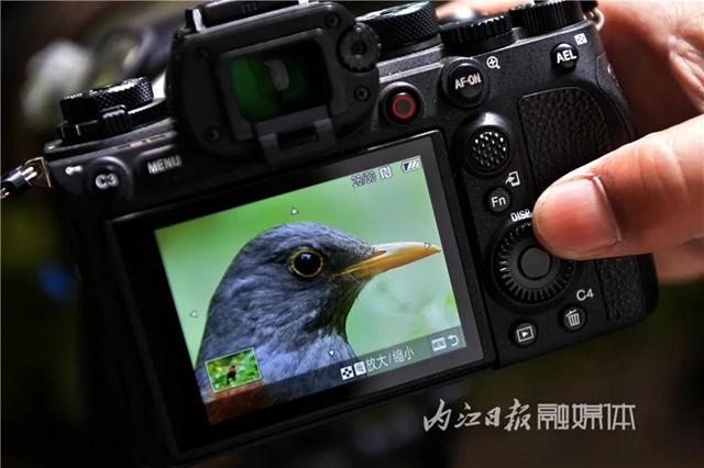 惊！它竟然也来内江了(图7)