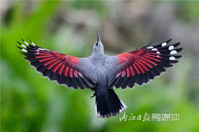 惊！它竟然也来内江了(图10)