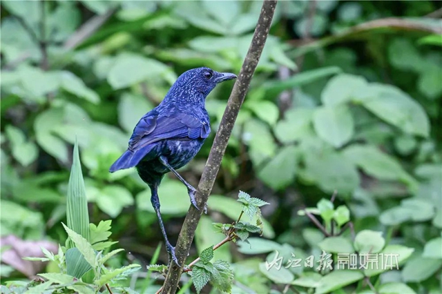 惊！它竟然也来内江了(图11)