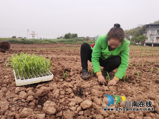 轮作间种增效益　泸县东翼万亩粮油核心区高粱移栽忙