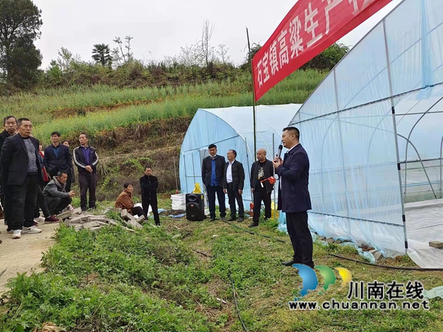 古蔺县石宝镇:“漂浮育苗技术”铺筑红粱增产“保障路”(图3) 古蔺县石宝镇:“漂浮育苗技术”铺筑红粱增产“保障路”(图3)