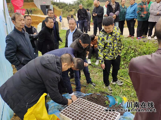 古蔺县石宝镇:“漂浮育苗技术”铺筑红粱增产“保障路”(图4) 古蔺县石宝镇:“漂浮育苗技术”铺筑红粱增产“保障路”(图4)