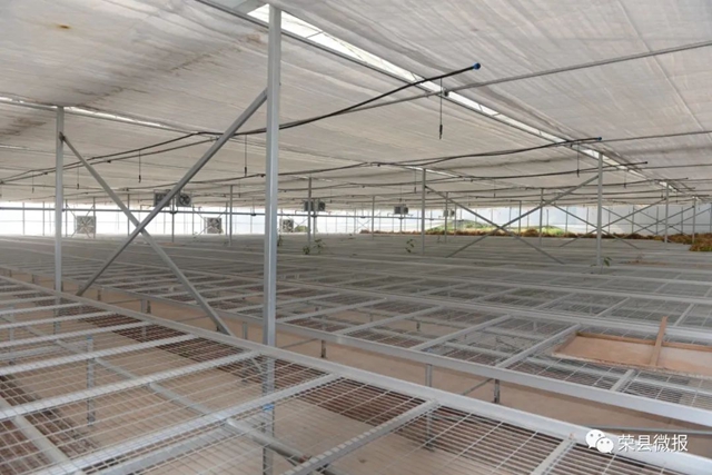 民富村美！荣县这个乡村振兴示范村打造川南地区蔬菜全产业链(图3)