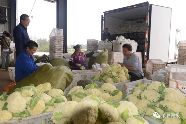 民富村美！荣县这个乡村振兴示范村打造川南地区蔬菜全产业链(图2)