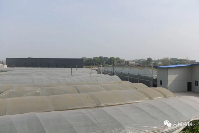 民富村美！荣县这个乡村振兴示范村打造川南地区蔬菜全产业链(图5)