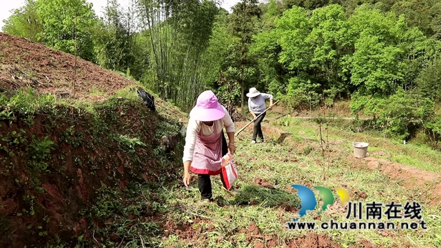 合江:油茶地里种大豆,春耕套种促增收(图2) 合江:油茶地里种大豆,春耕套种促增收(图2)