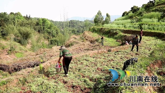 合江:油茶地里种大豆,春耕套种促增收(图1) 合江:油茶地里种大豆,春耕套种促增收(图1)