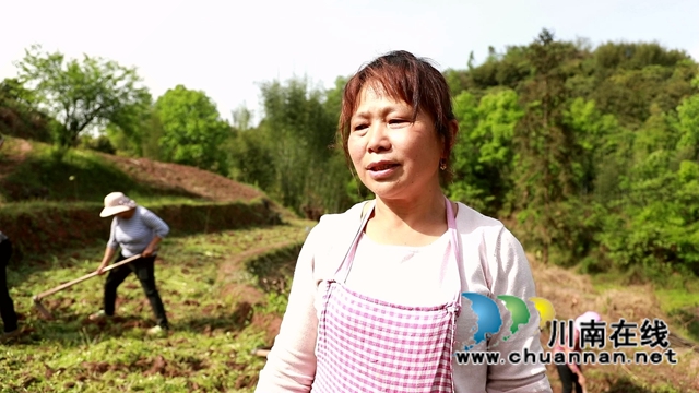 合江:油茶地里种大豆,春耕套种促增收(图3) 合江:油茶地里种大豆,春耕套种促增收(图3)