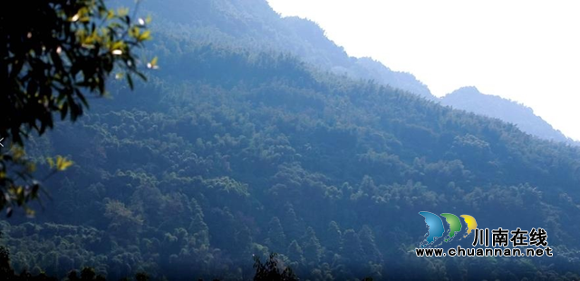 合江县榕山镇：乡贤会长心中那一抹绿(图1)