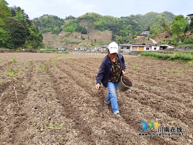 古蔺：春耕正当时，沃野添新绿！(图6)