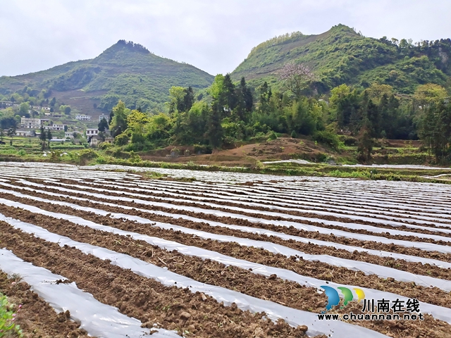 古蔺：春耕正当时，沃野添新绿！(图7)