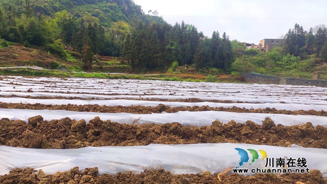 古蔺：春耕正当时，沃野添新绿！(图8)