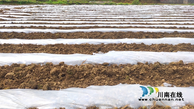 古蔺：春耕正当时，沃野添新绿！(图9)