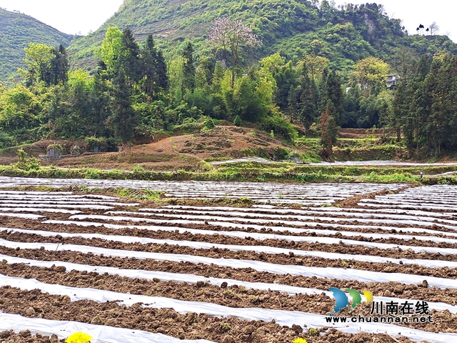 古蔺：春耕正当时，沃野添新绿！(图10)