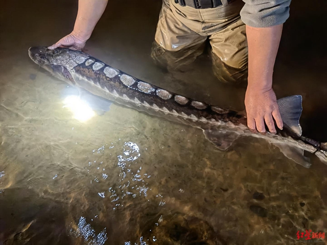 江安:一级保护动物长江鲟现身!被卡防护网获救助,已放归长江(图2) 江安:一级保护动物长江鲟现身!被卡防护网获救助,已放归长江(图2)