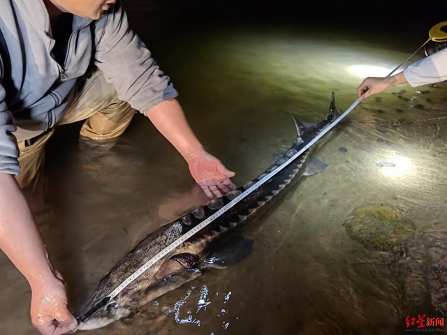 江安:一级保护动物长江鲟现身!被卡防护网获救助,已放归长江(图3) 江安:一级保护动物长江鲟现身!被卡防护网获救助,已放归长江(图3)