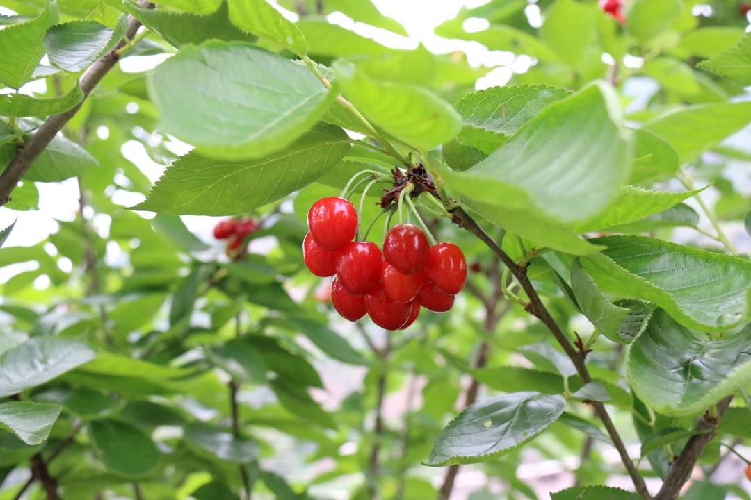 江阳区:方山樱桃抢“鲜”上市(图2) 江阳区:方山樱桃抢“鲜”上市(图2)