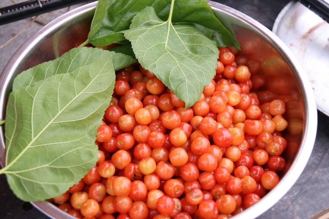 江阳区:方山樱桃抢“鲜”上市(图3) 江阳区:方山樱桃抢“鲜”上市(图3)