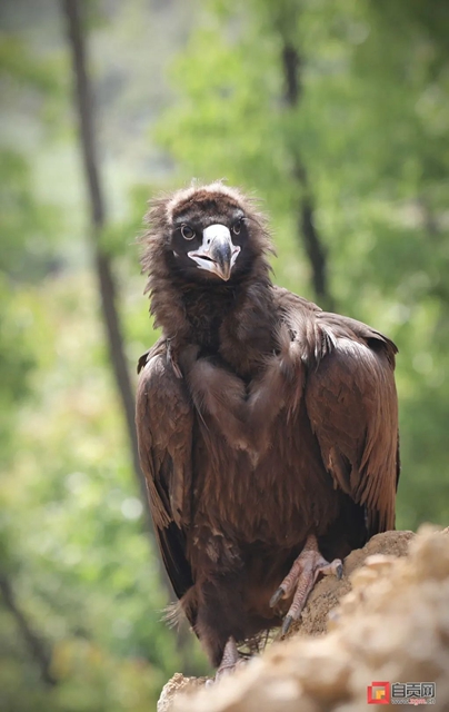 “大鸟”回家！ 自贡首次救助秃鹫并成功放飞野外(图2)