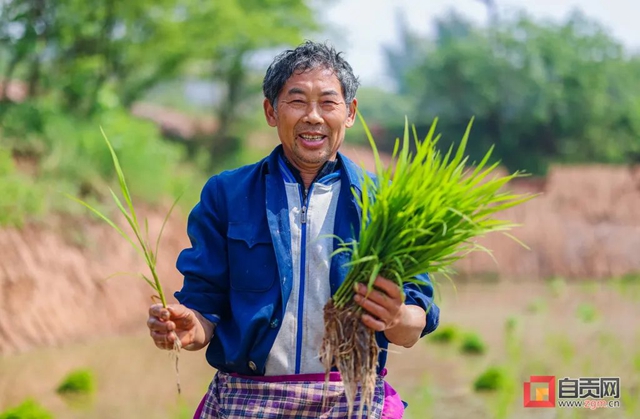 你看！好美的自贡春耕图(图1)