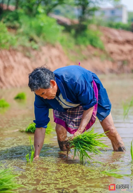 你看！好美的自贡春耕图(图4)
