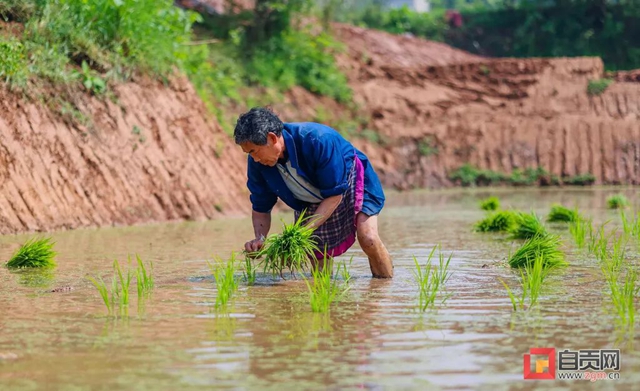 你看！好美的自贡春耕图(图3)