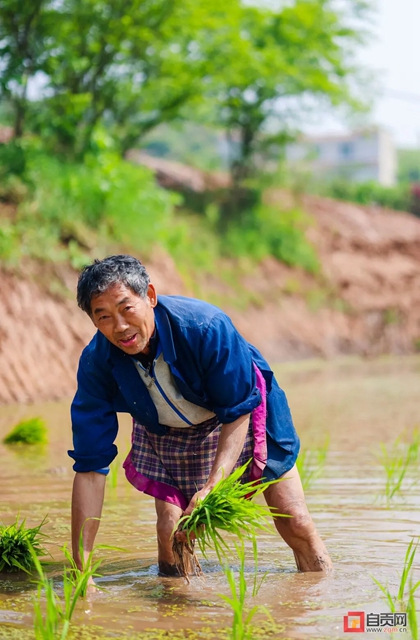 你看！好美的自贡春耕图(图5)
