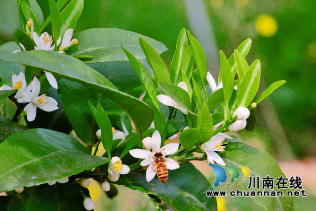 泸县石桥镇：柑橘花开十里香，乡贤引领百姓富(图4)