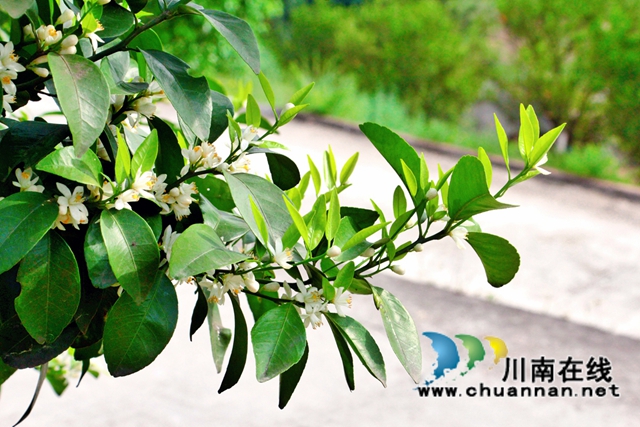 泸县石桥镇：柑橘花开十里香，乡贤引领百姓富(图5)