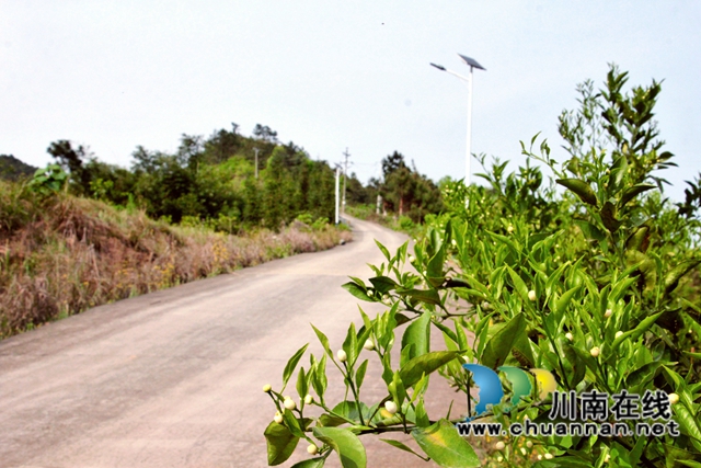 泸县石桥镇：柑橘花开十里香，乡贤引领百姓富(图8)