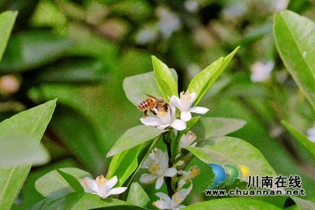 泸县石桥镇：柑橘花开十里香，乡贤引领百姓富(图7)