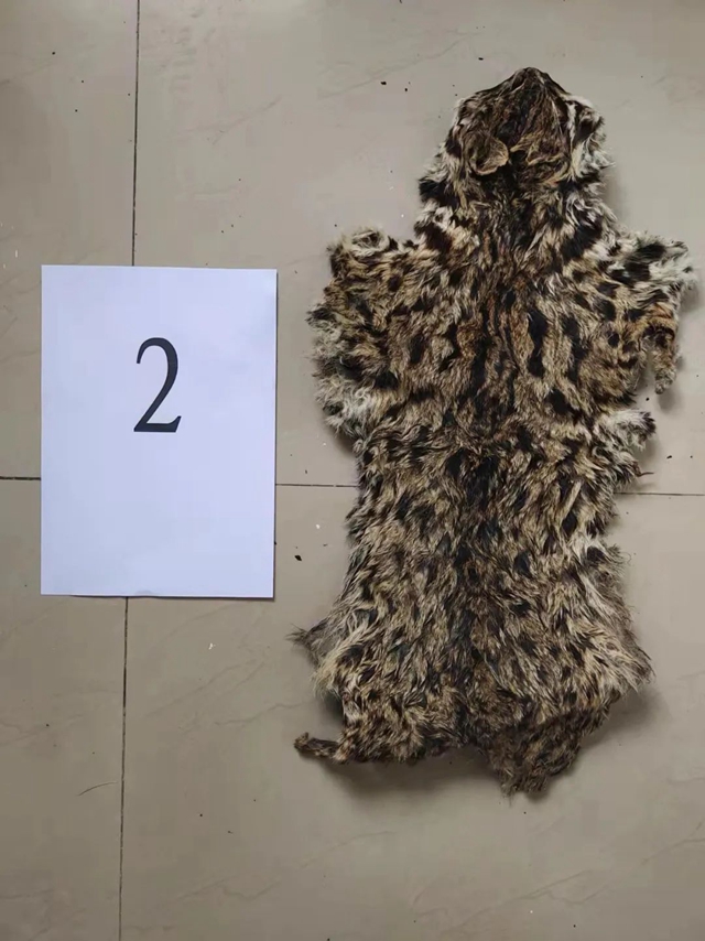 叙永：豹猫剥皮，画眉售卖，警方蹲守9小时抓获狩猎男子！(图5)