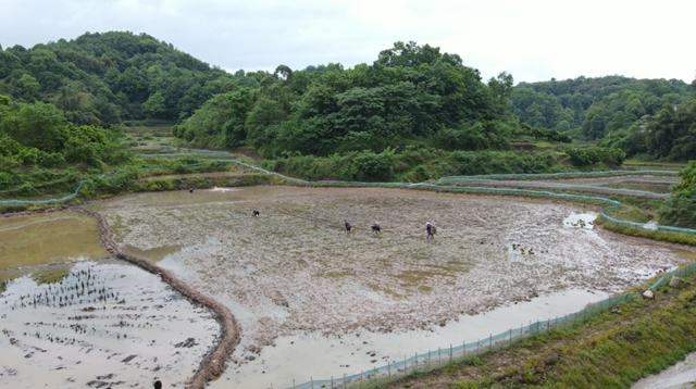 头批小龙虾丰收后，合江的巴蜀鱼米之乡忙起了这个！(图1)