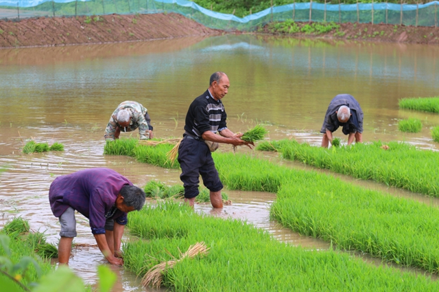 头批小龙虾丰收后，合江的巴蜀鱼米之乡忙起了这个！(图2)