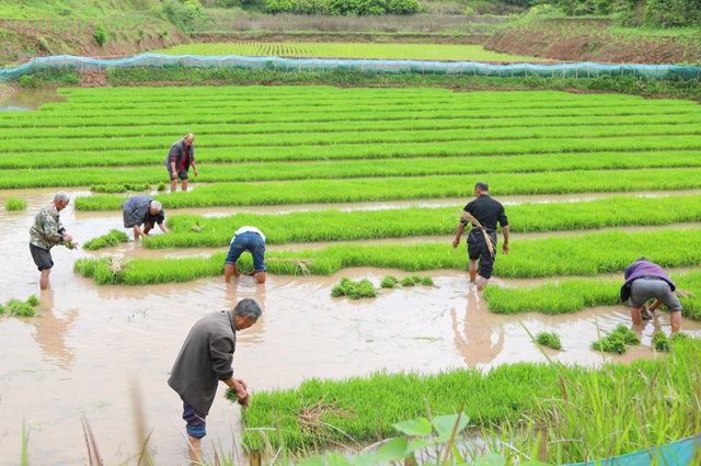 头批小龙虾丰收后，合江的巴蜀鱼米之乡忙起了这个！(图3)
