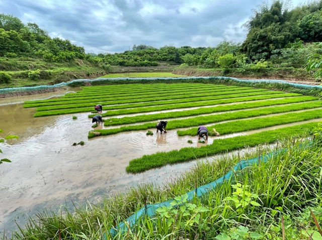 头批小龙虾丰收后，合江的巴蜀鱼米之乡忙起了这个！(图5)