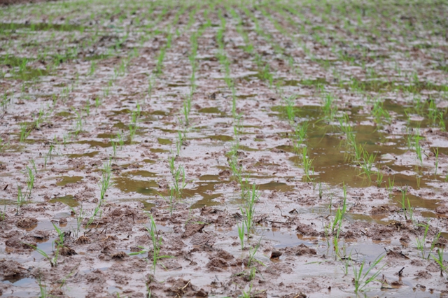 头批小龙虾丰收后，合江的巴蜀鱼米之乡忙起了这个！(图9)