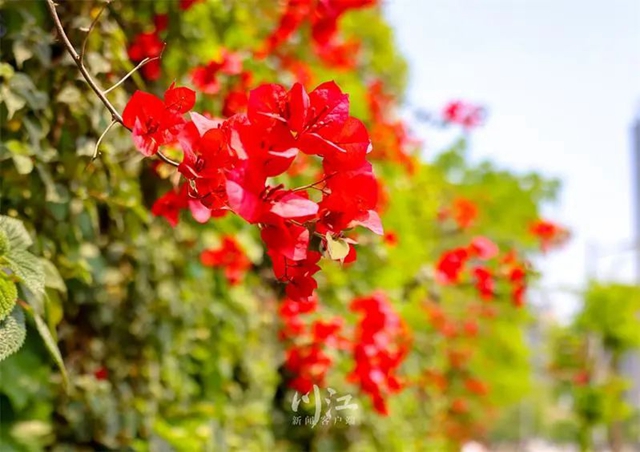 枫叶、蔷薇、三角梅、郁金香......这是热情绚烂的四月泸州(图2)