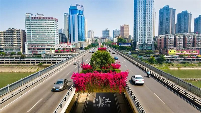 枫叶、蔷薇、三角梅、郁金香......这是热情绚烂的四月泸州(图3)