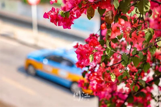 枫叶、蔷薇、三角梅、郁金香......这是热情绚烂的四月泸州(图5)