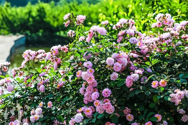 枫叶、蔷薇、三角梅、郁金香......这是热情绚烂的四月泸州(图8)
