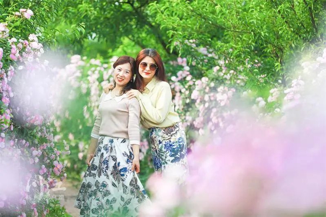 枫叶、蔷薇、三角梅、郁金香......这是热情绚烂的四月泸州(图11)