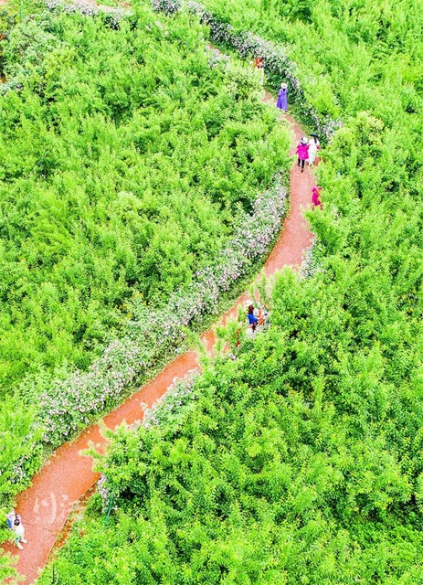 枫叶、蔷薇、三角梅、郁金香......这是热情绚烂的四月泸州(图13)