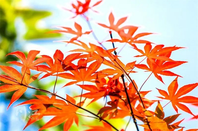 枫叶、蔷薇、三角梅、郁金香......这是热情绚烂的四月泸州(图15)